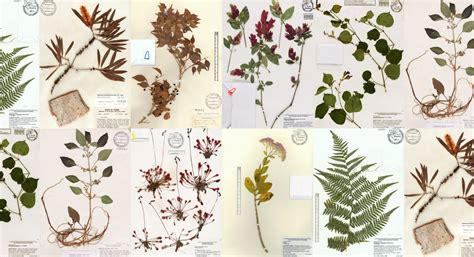 The Herbarium is a collection of dried plant specimens that are stored, catalogued, and arranged by family, genus and species for study. . Herbarium starfire
